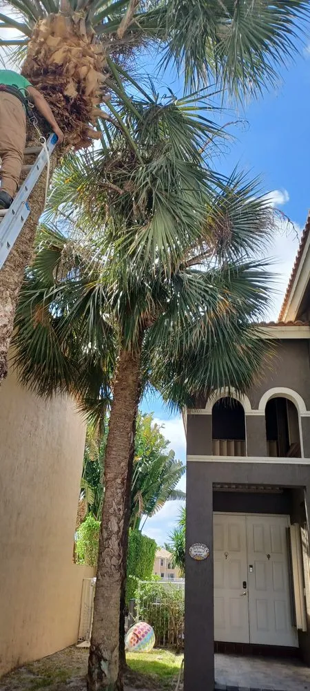 Affordable landscape design in Lake Worth Beach, FL by Anthonyscape