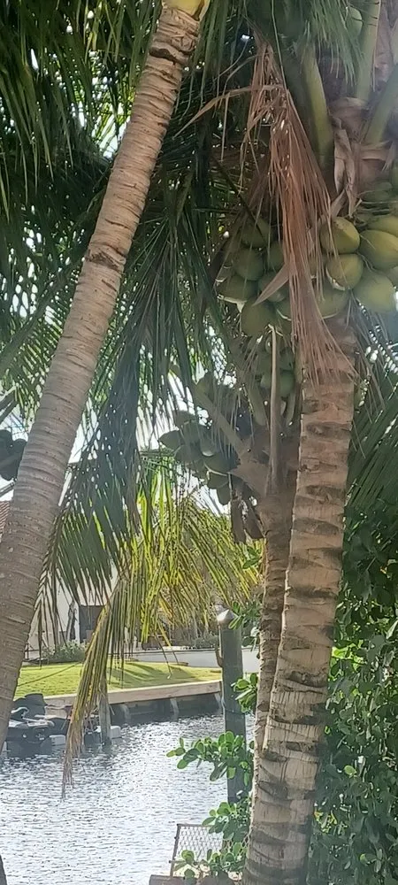 Professional landscape installation for beautiful yards across Lake Worth Beach, FL - Anthonyscape