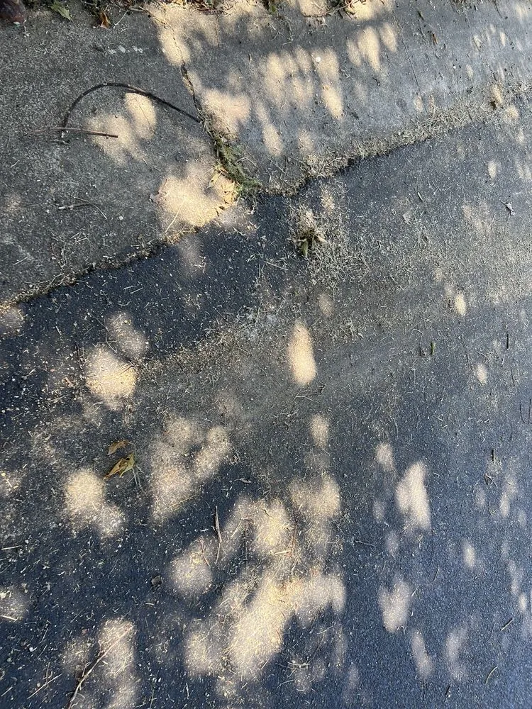 Expert outdoor landscaping for residential properties across San Jose, CA - Antonio Alcaraz Gardening and Landscaping Services