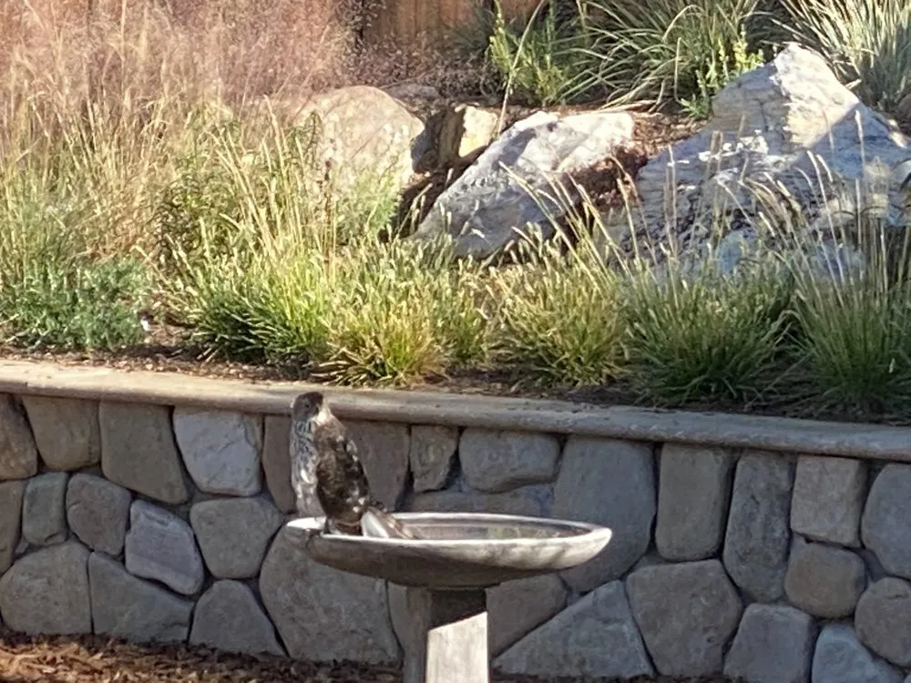 Reliable outdoor landscaping in San Jose, CA by Antonio Alcaraz Gardening and Landscaping Services