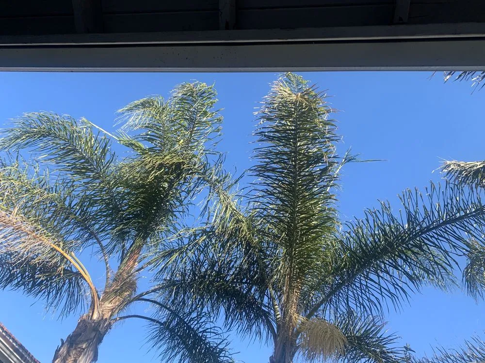 Top-rated landscaping services with custom design across San Fernando Valley, CA - Antonio Chavez Landscaping