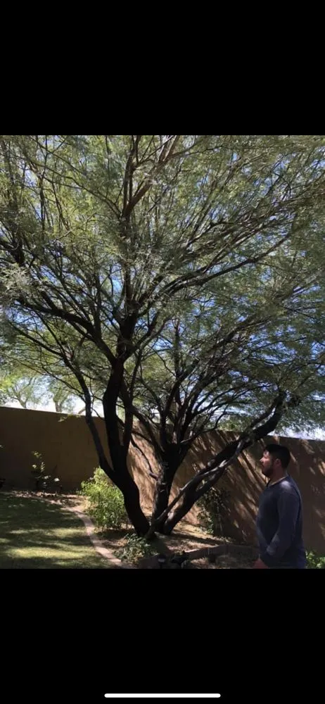Affordable yard cleanup service for homes across Phoenix, AZ - Antonio Estrada Landscaping