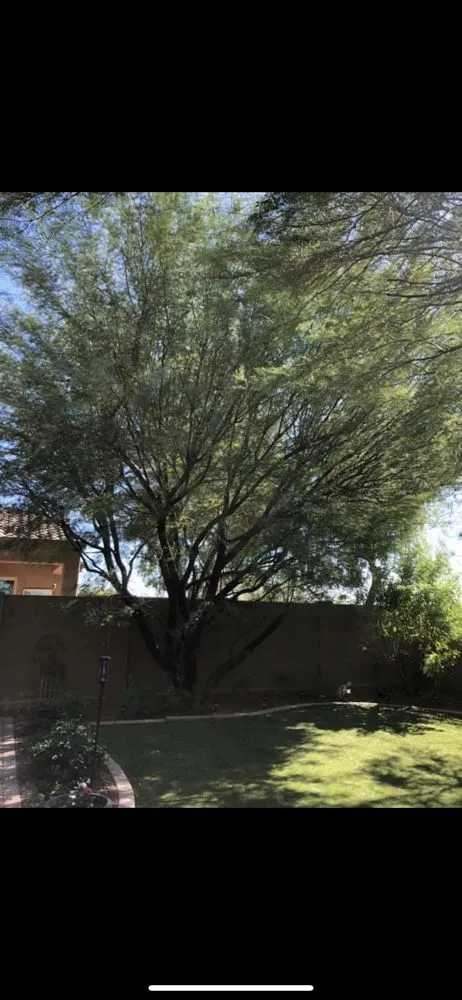 Expert landscaping services in Phoenix, AZ by Antonio Estrada Landscaping