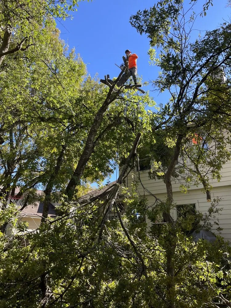 Local yard maintenance in Austin, TX - Antonio Garcias services