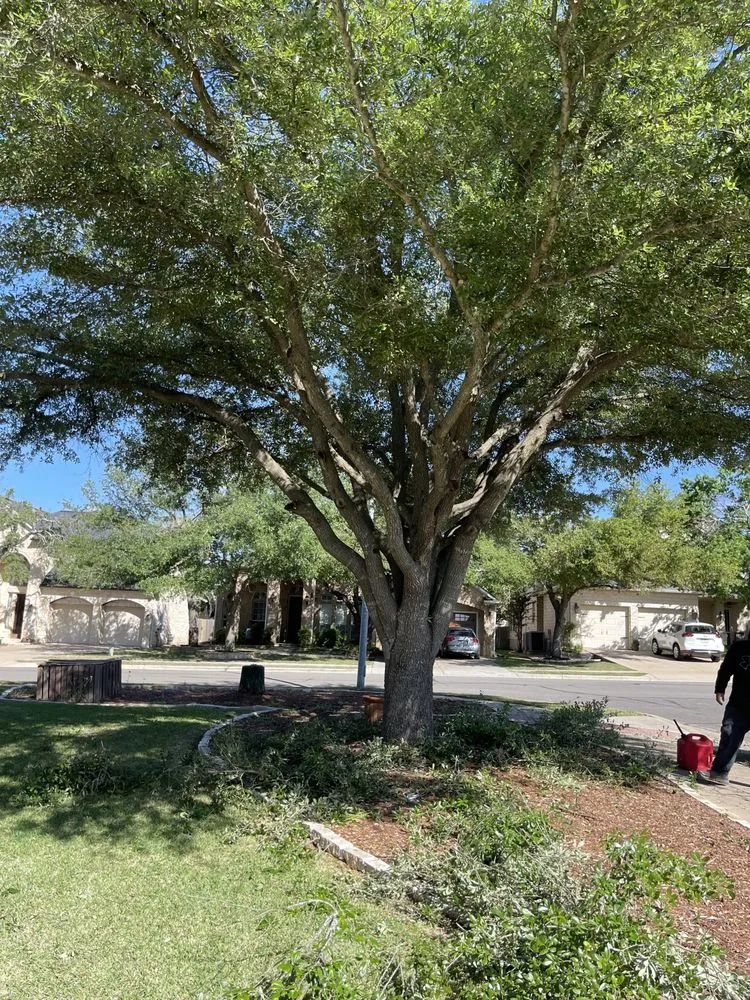 Custom lawn care service in Austin, TX by Antonio Garcias services