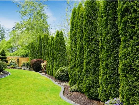 Antonio Landscaping Logo