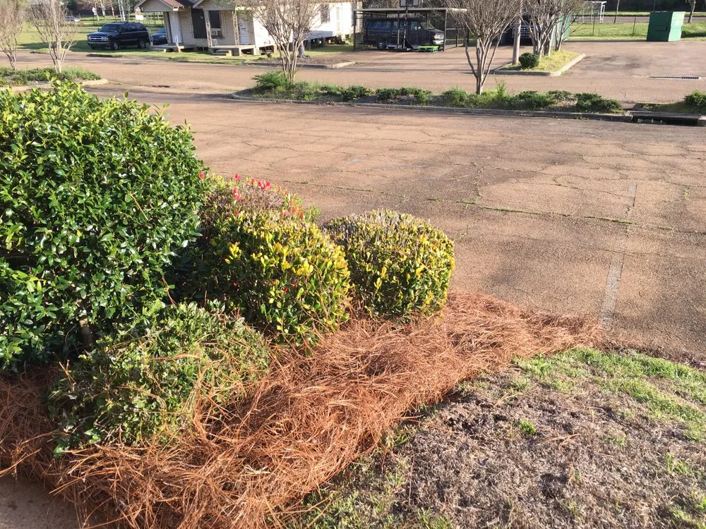 Trusted residential landscaping in Jackson, MS by Antonio Pro Lawn Care