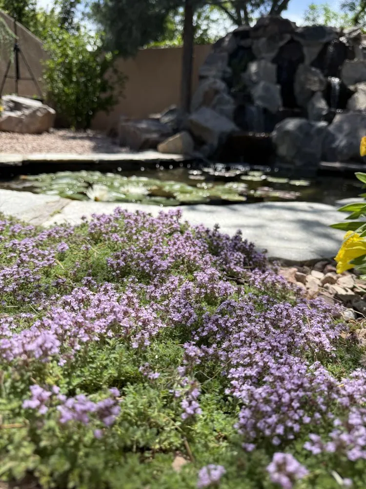 Reliable yard cleanup service experts serving Albuquerque, NM - Antonio' s Tree Service