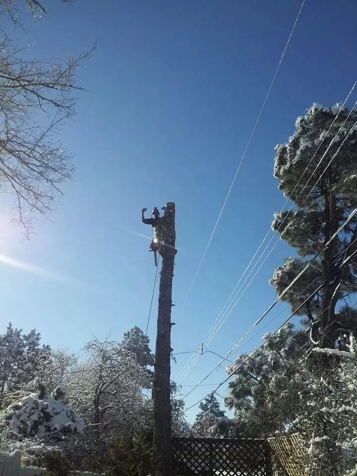 Professional landscape installation for beautiful yards in Albuquerque, NM by Antonio' s Tree Service