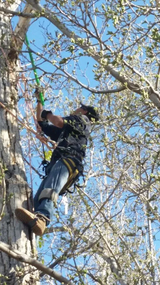 Affordable residential landscaping experts serving Albuquerque, NM - Antonio' s Tree Service
