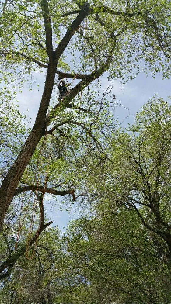 Local yard cleanup service experts serving Albuquerque, NM - Antonio' s Tree Service