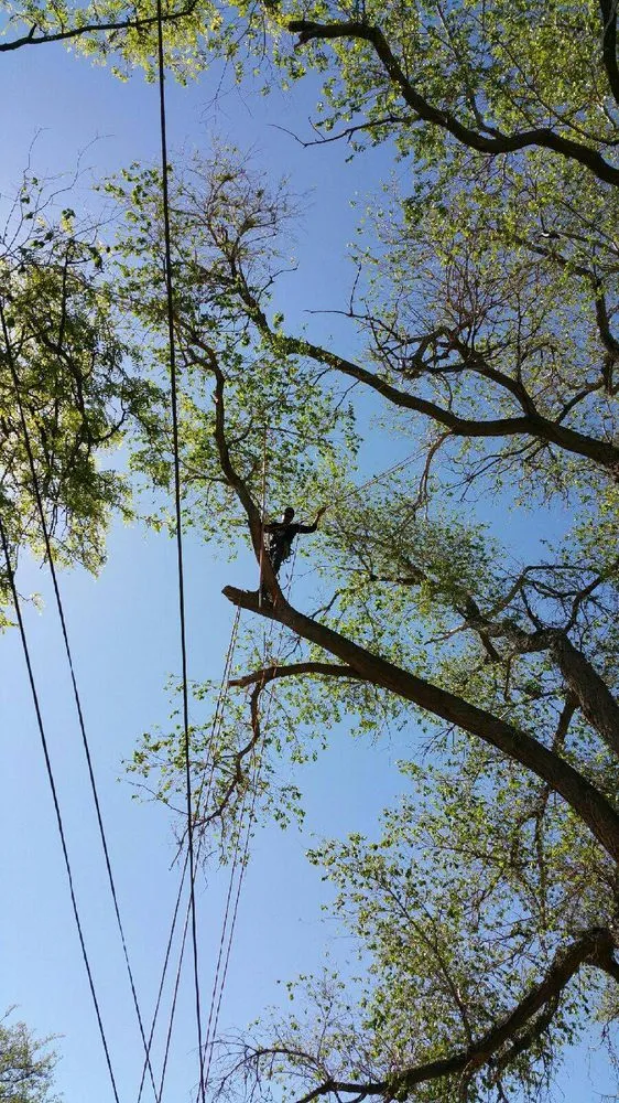 Trusted landscape installation for outdoor upgrades in Albuquerque, NM by Antonio' s Tree Service