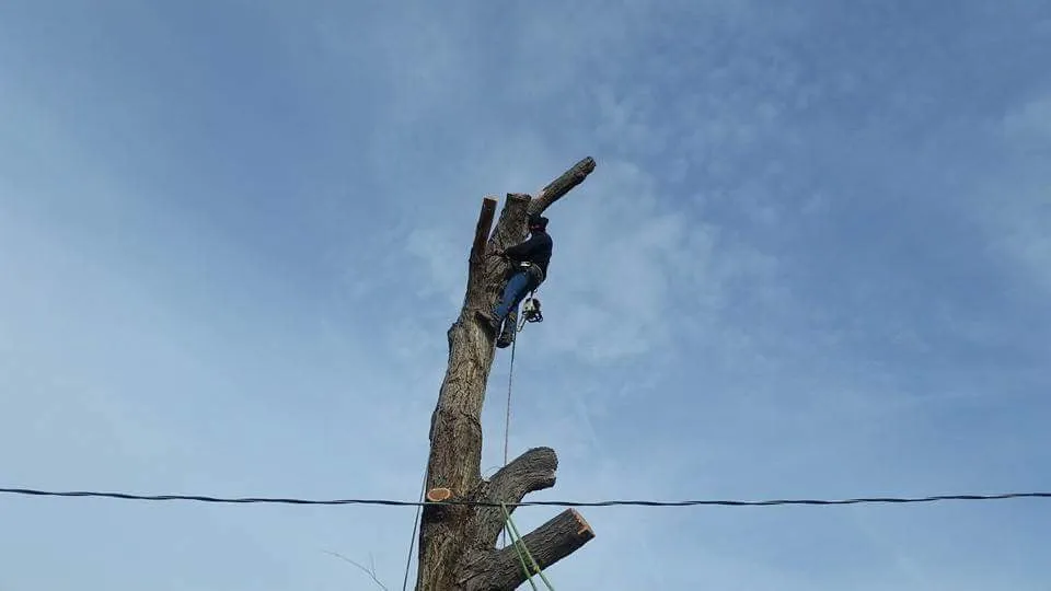 Professional garden landscaping in Albuquerque, NM by Antonio' s Tree Service