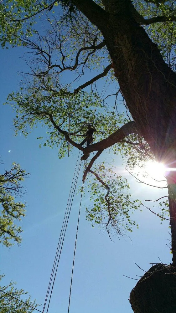 Custom outdoor landscaping in Albuquerque, NM by Antonio' s Tree Service