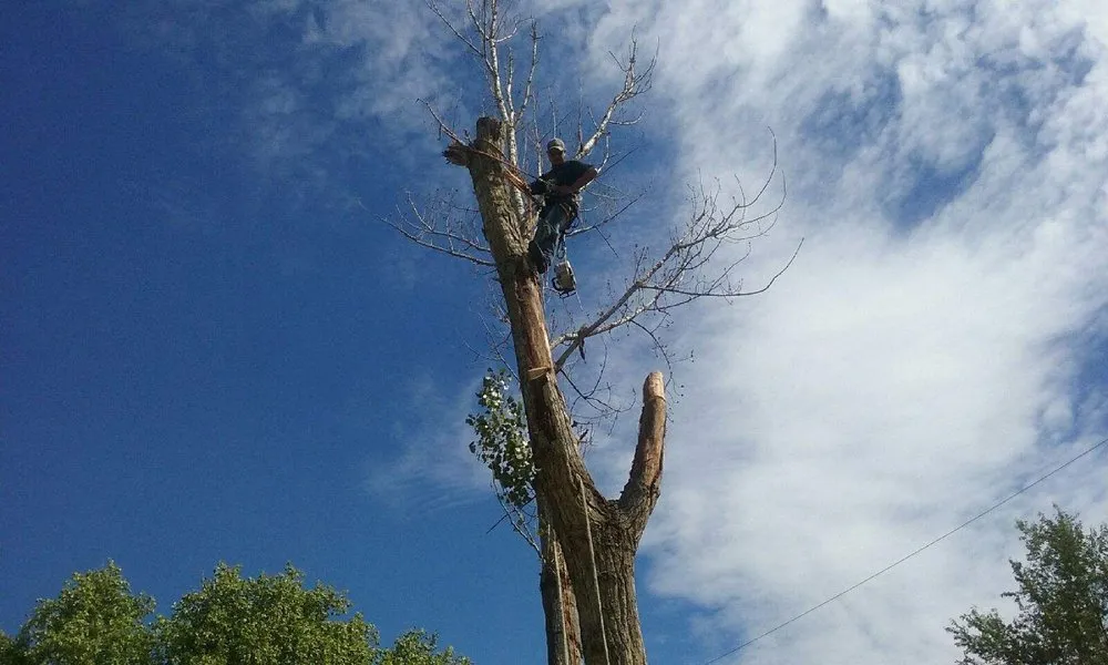Local lawn mowing service experts serving Albuquerque, NM - Antonio' s Tree Service