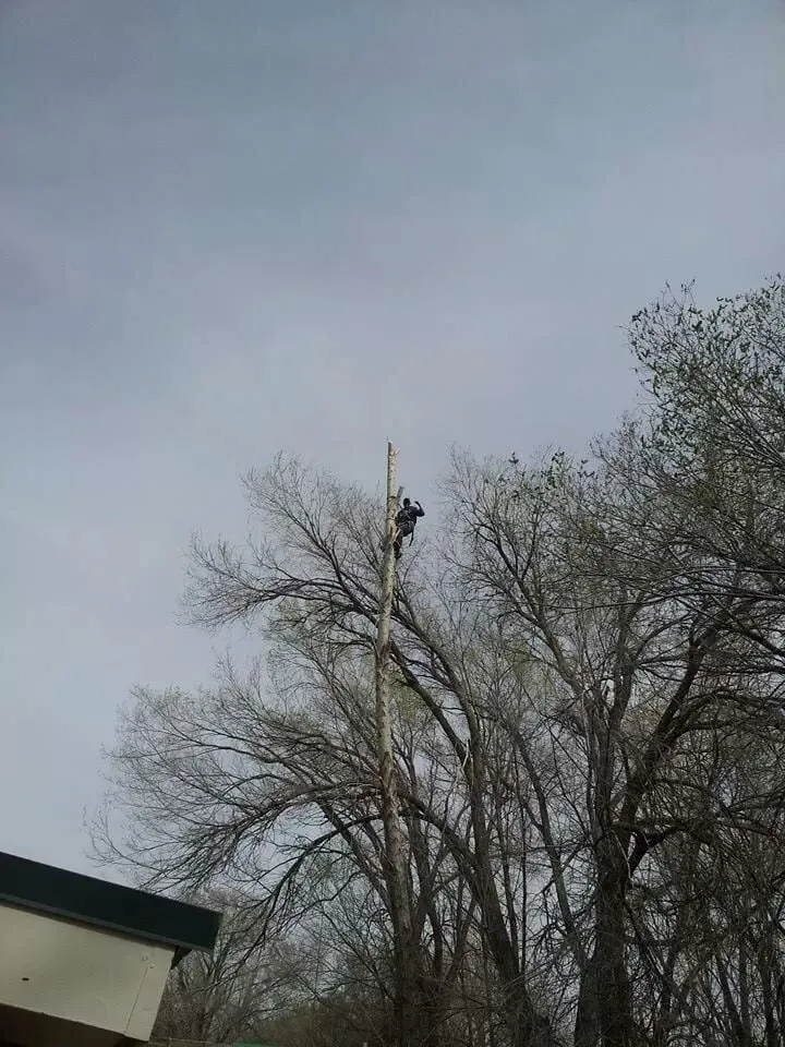 Trusted landscape installation in Albuquerque, NM by Antonio' s Tree Service