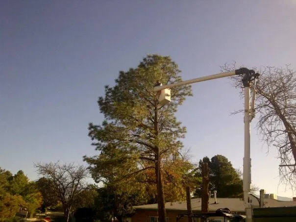 Local outdoor landscaping experts serving Albuquerque, NM - Antonio' s Tree Service