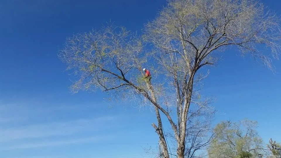 Expert yard maintenance for year-round maintenance in Albuquerque, NM by Antonio' s Tree Service