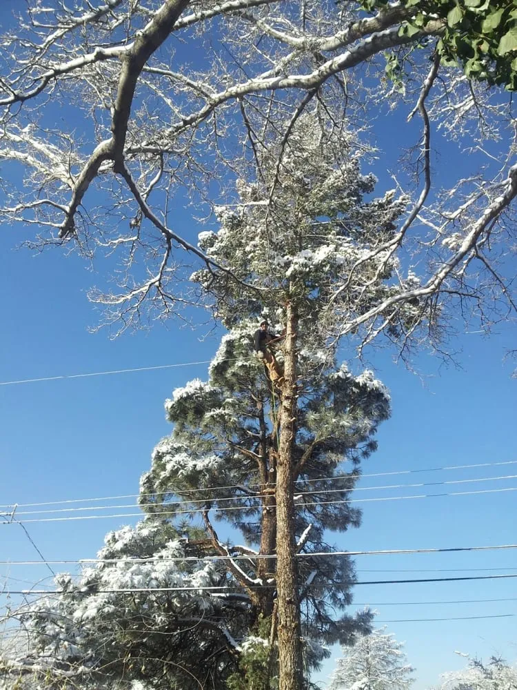 Custom yard maintenance in Albuquerque, NM by Antonio' s Tree Service