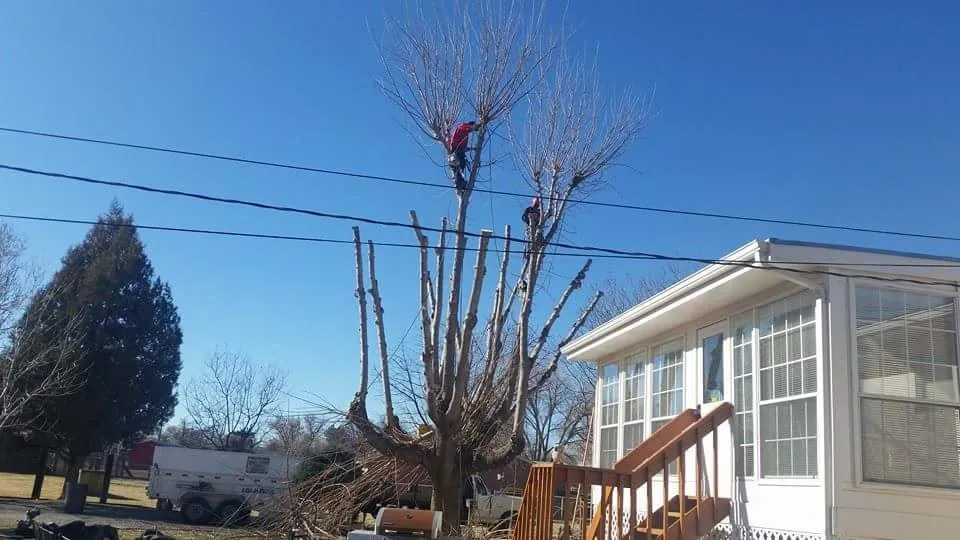 Reliable outdoor landscaping in Albuquerque, NM - Antonio' s Tree Service