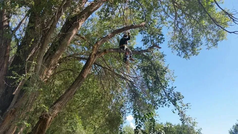 Top-rated yard cleanup service in Albuquerque, NM - Antonio' s Tree Service