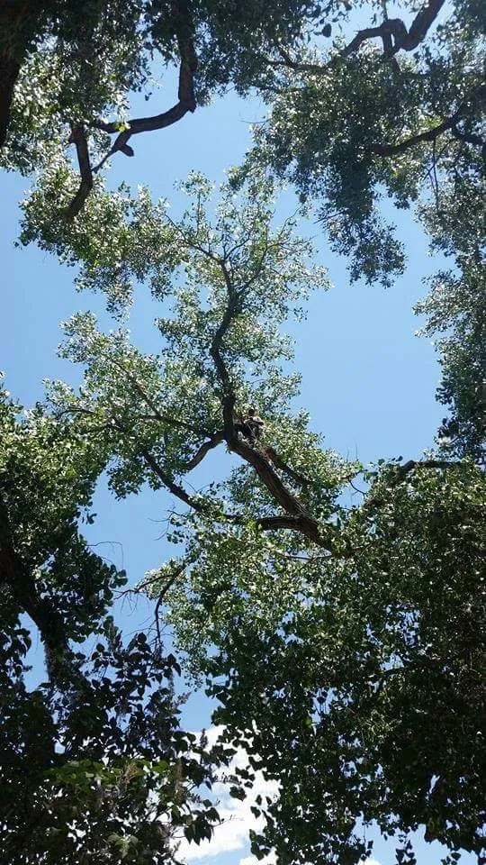 Custom yard maintenance for beautiful yards across Albuquerque, NM - Antonio' s Tree Service