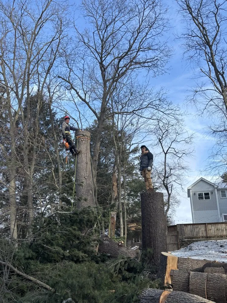 Local lawn care service near you in Lynn, MA by Antonio Tree Service