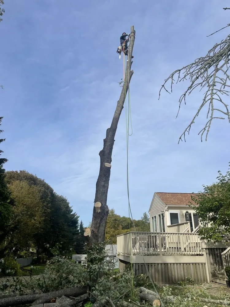 Top-rated lawn care service near you in Lynn, MA by Antonio Tree Service