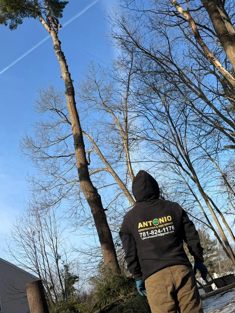 Affordable lawn care service for residential properties across Lynn, MA - Antonio Tree Service