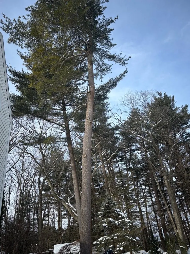 Trusted landscape installation in Lynn, MA by Antonio Tree Service