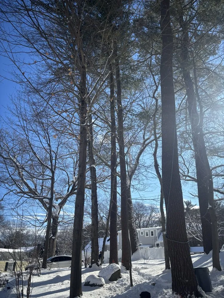 Trusted garden landscaping in Lynn, MA by Antonio Tree Service