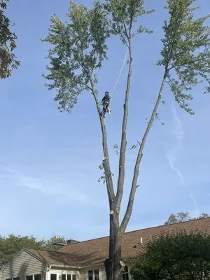 Antonio Tree Service Logo