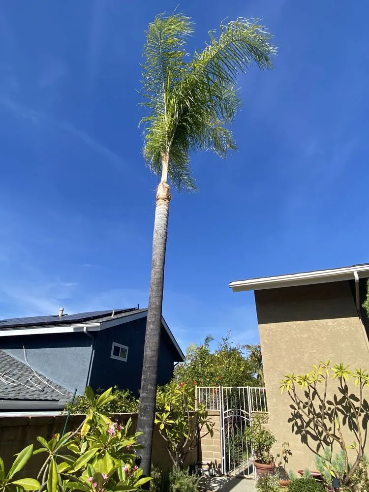 Affordable lawn care service experts serving Laguna Hills, CA - Antonio's Gardening