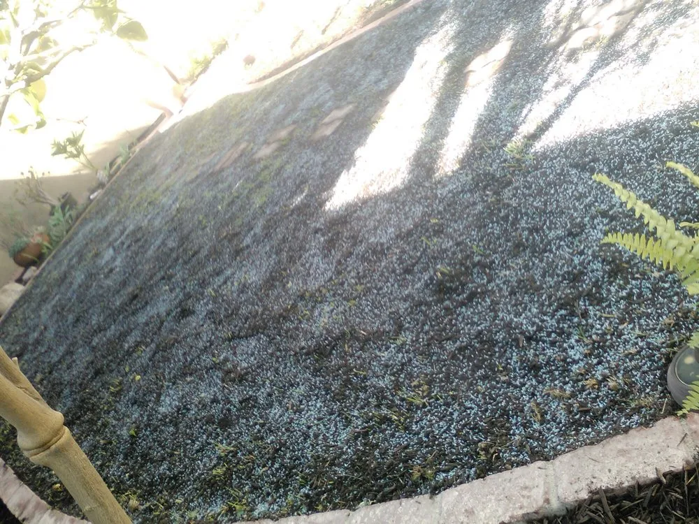 Expert lawn care service for outdoor upgrades in Laguna Hills, CA by Antonio's Gardening