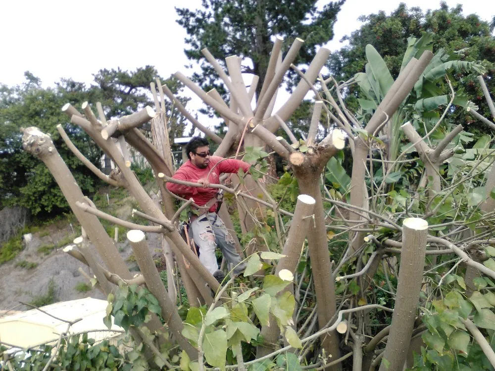 Affordable yard cleanup service experts serving Laguna Hills, CA - Antonio's Gardening