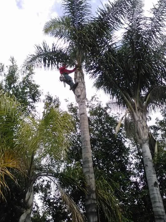 Affordable landscape installation in Laguna Hills, CA by Antonio's Gardening