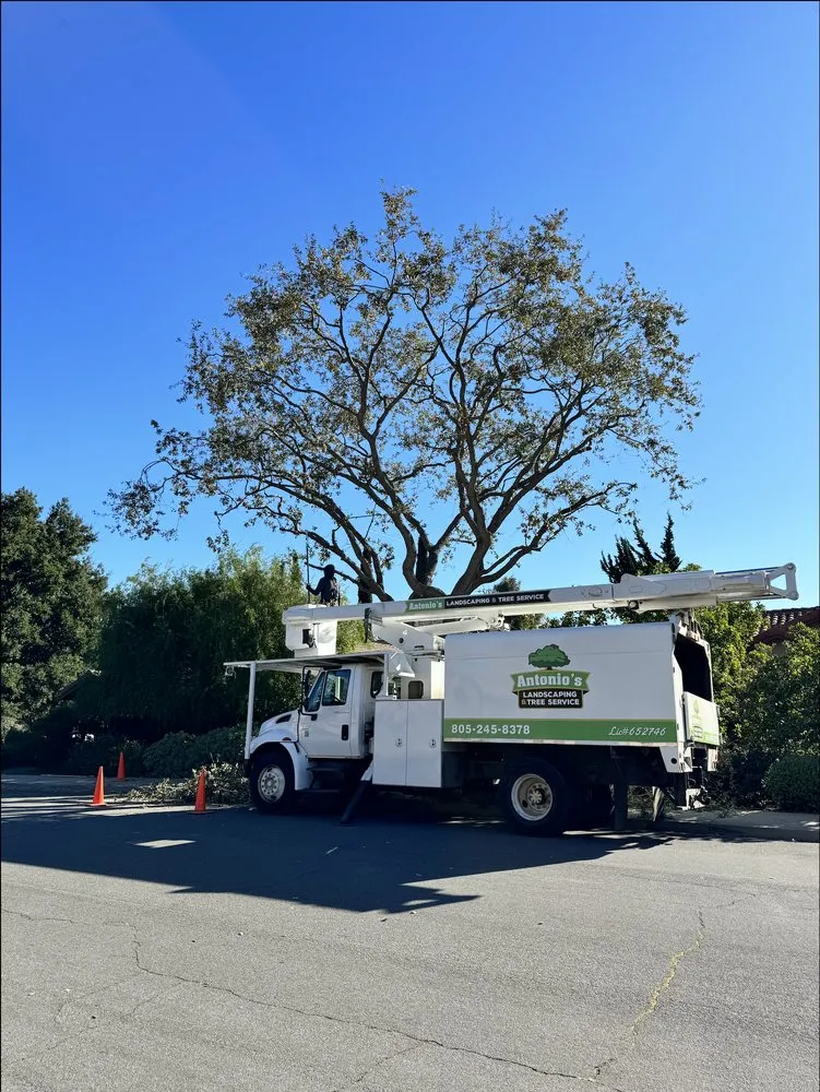 Trusted outdoor landscaping for year-round maintenance across Los Olivos, CA - Antonio's Landscaping