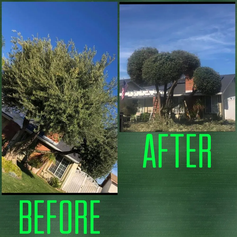 Trusted landscaping services experts serving Montclair, CA - Antonio's Landscaping