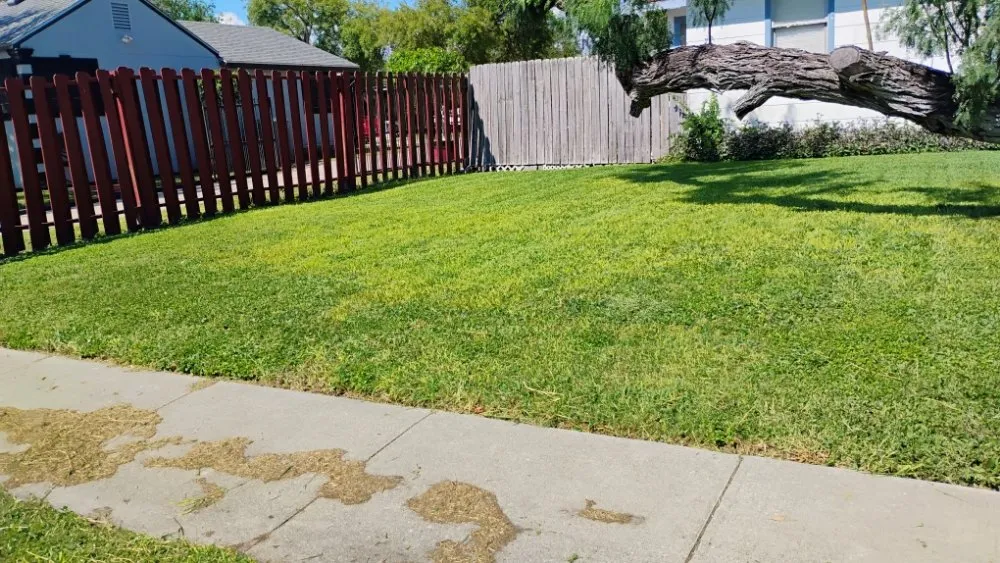 Top-rated yard maintenance for year-round maintenance across Corpus-Christi, TX - Antonios Lawn Mowing Services