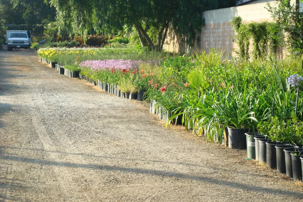 Custom lawn mowing service for year-round maintenance in Mission Hills, CA by Antoni's Landscaping