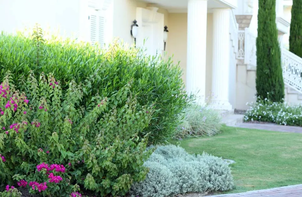 Expert lawn mowing service in Belton, TX - Ants Landscaping and More