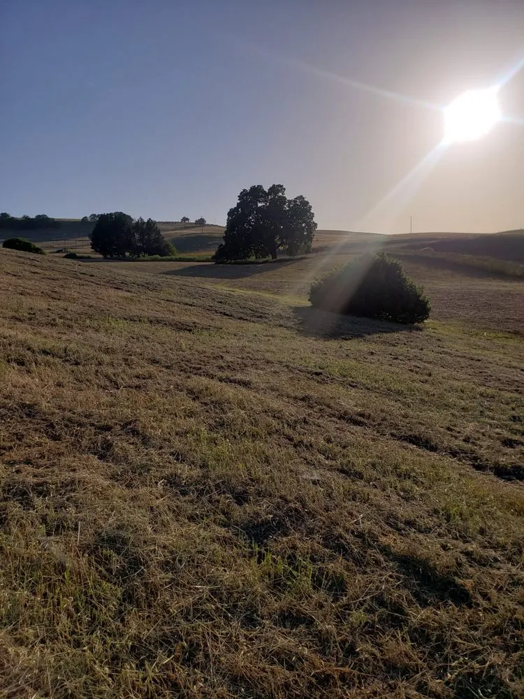 Affordable yard maintenance experts serving Paso Robles, CA - Ants Tractor Mowing