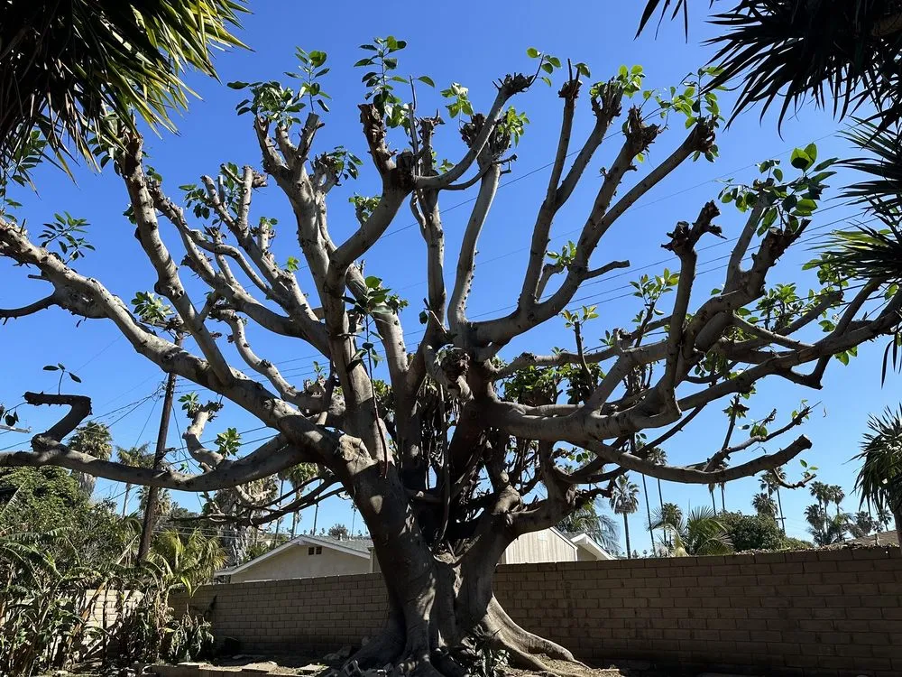 Affordable lawn mowing service in Los Angeles, CA by Antunez landscaping