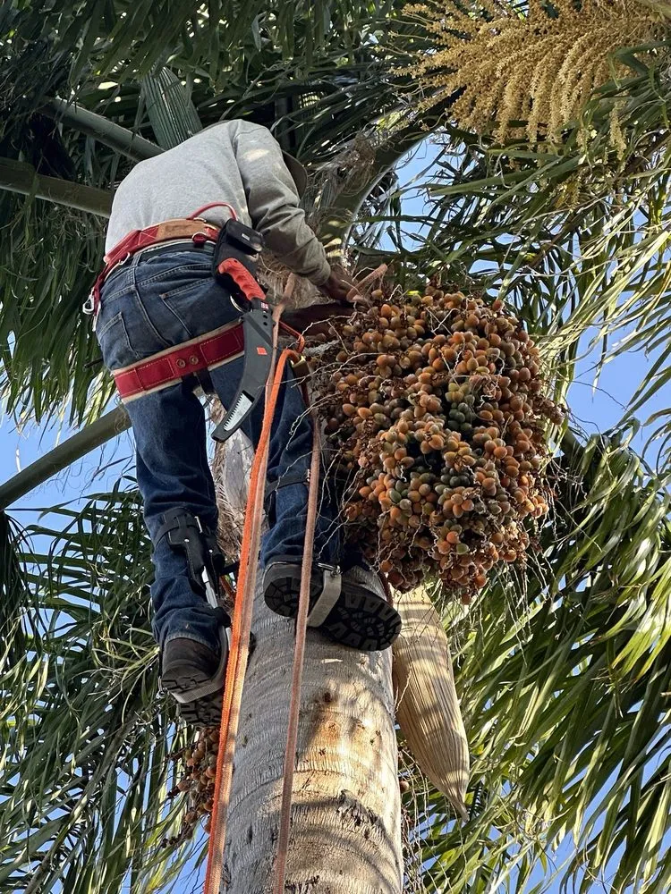 Top-rated landscape design for homes in Los Angeles, CA by Antunez landscaping