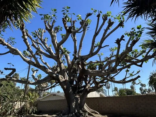 Antunez landscaping Logo