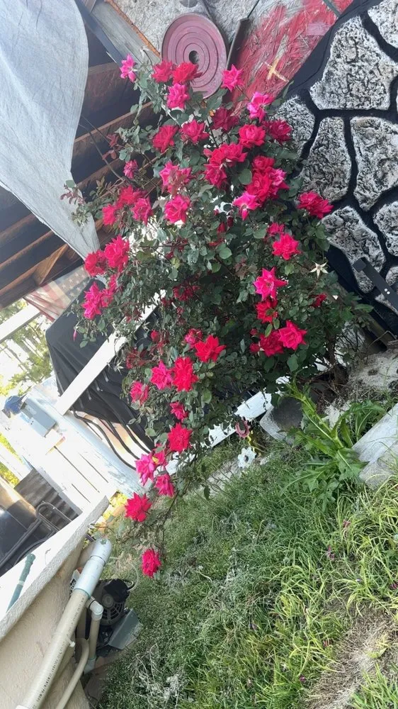 Trusted outdoor landscaping for beautiful yards in Gaston, SC by Any & All Odd Jobs