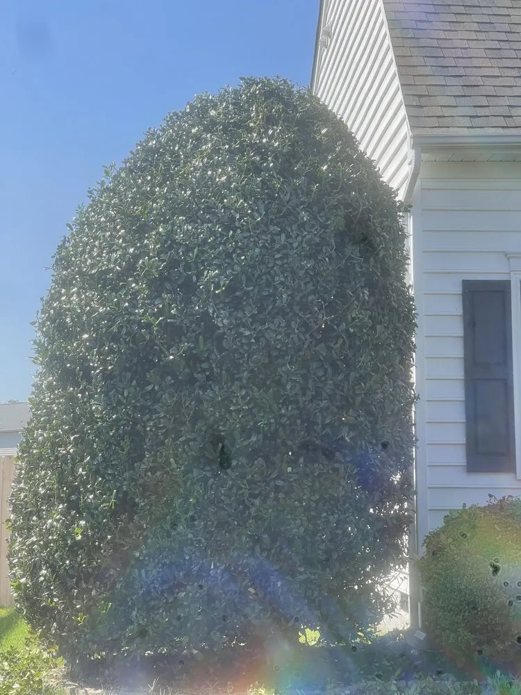 Affordable landscaping services for outdoor upgrades across Bumpass, VA - Anything Delivered