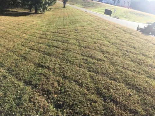 Anything Landscaping Logo