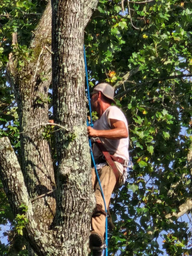 Top-rated landscape design for homes across Dothan, AL - Anytime Arbor Care