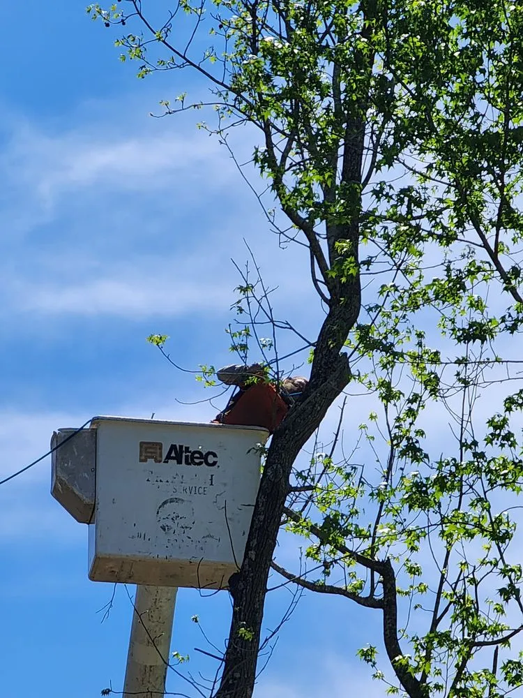 Top-rated lawn care service in Dothan, AL - Anytime Arbor Care